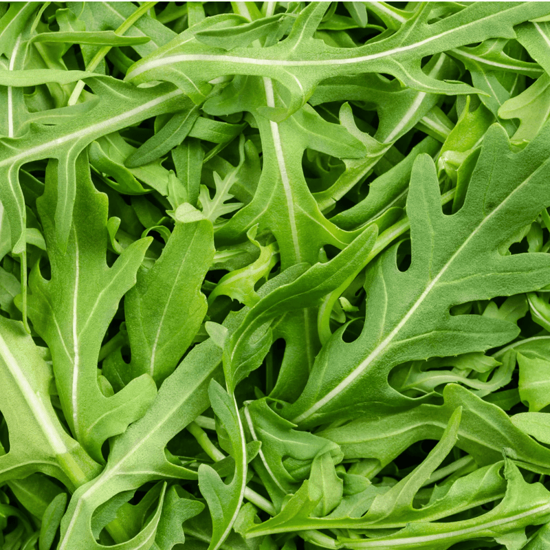 Roquette Arugula Seeds Approx. 200 seeds - Indoor Farmer