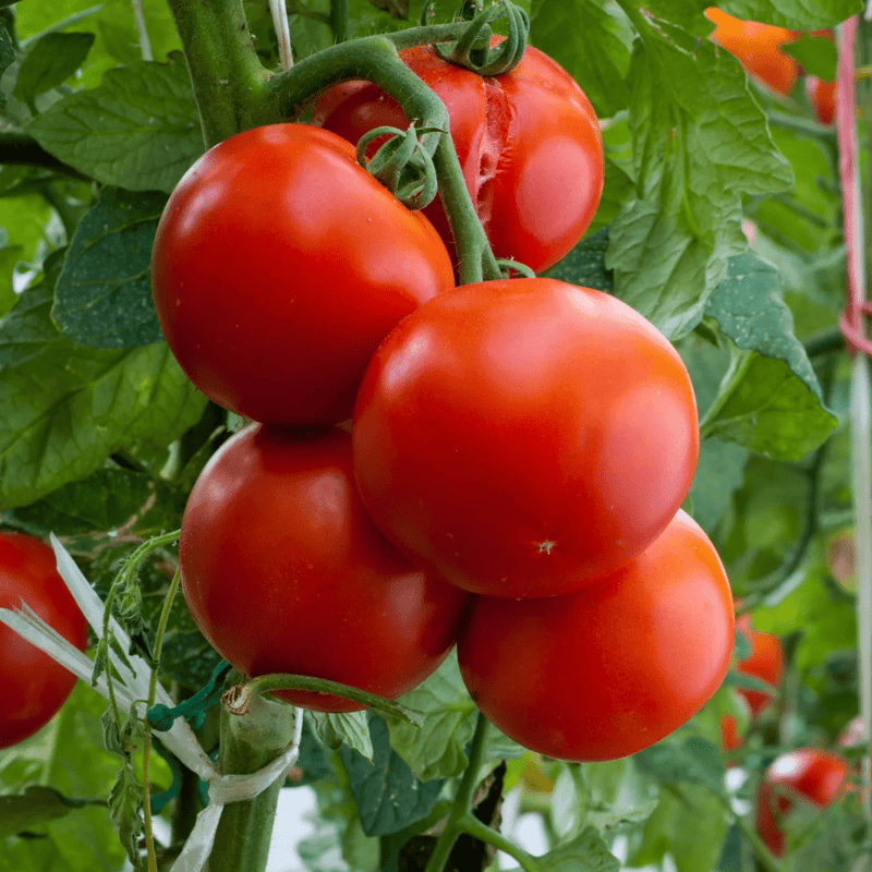 Sioux Tomato Seeds Approx. 20 - 25 seeds - Indoor Farmer