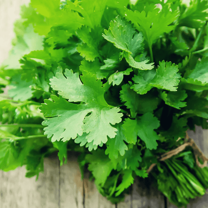 Slow Bolt Cilantro Seeds Approx. 65 - 80 seeds - Indoor Farmer