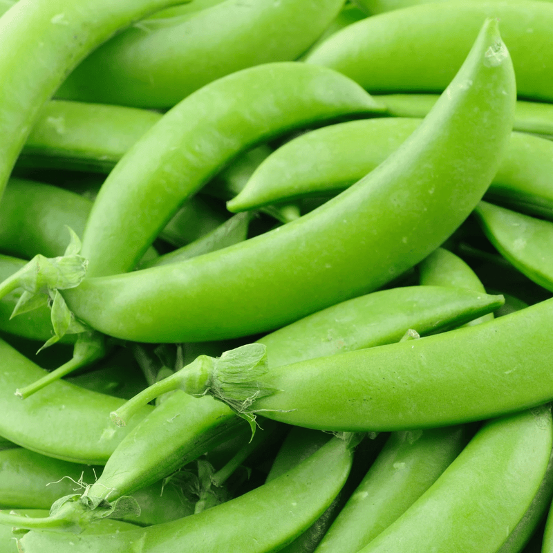 Sugar Snap Pea Seeds Approx. 20 - 25 seeds - Indoor Farmer