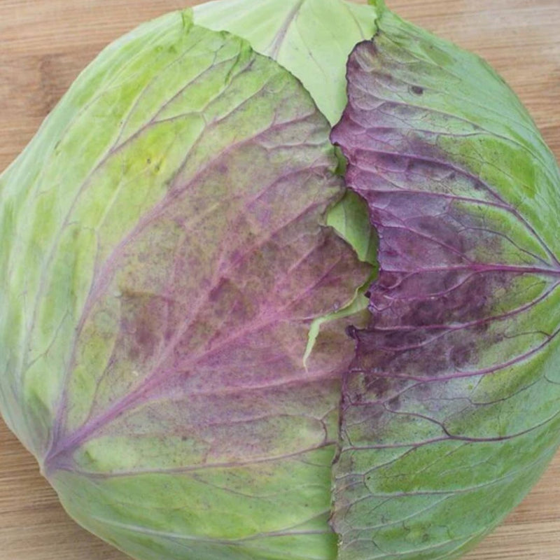 Taiwan Cabbage Seeds 0.25g (approx. 47 seeds) - Indoor Farmer