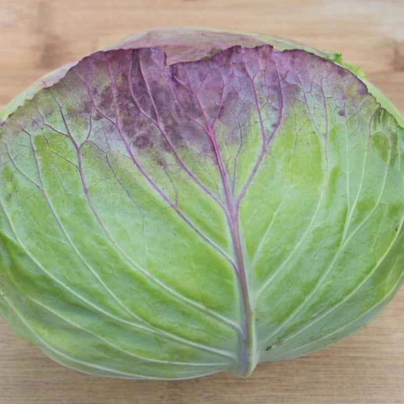 Taiwan Cabbage Seeds 0.25g (approx. 47 seeds) - Indoor Farmer