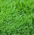Tall Fescue, Turf Type 900g - Indoor Farmer