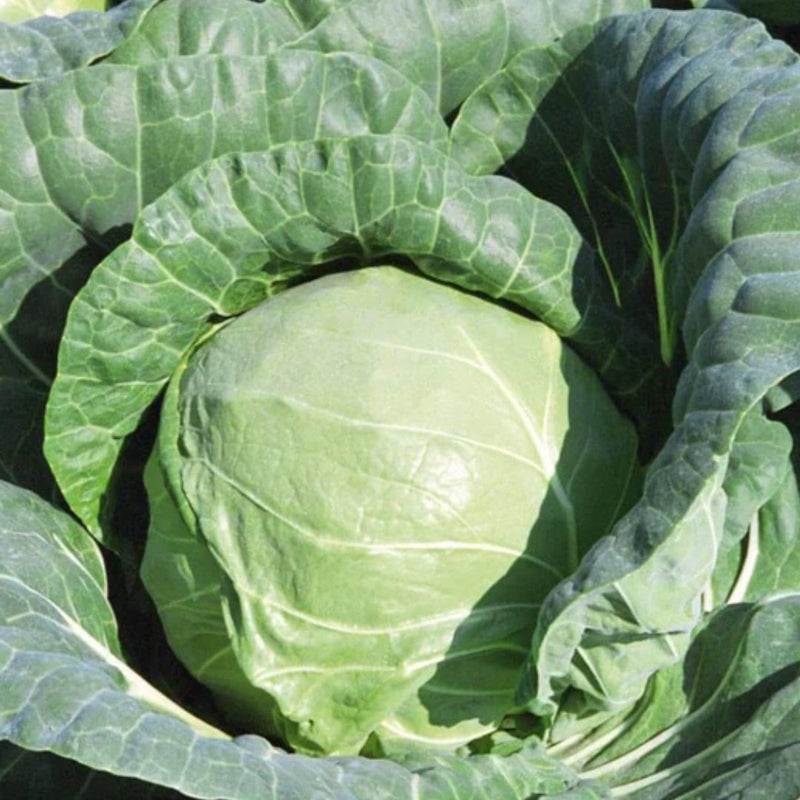 Tiara Coated Cabbage Seeds 0.35g (approx. 50 seeds) - Indoor Farmer