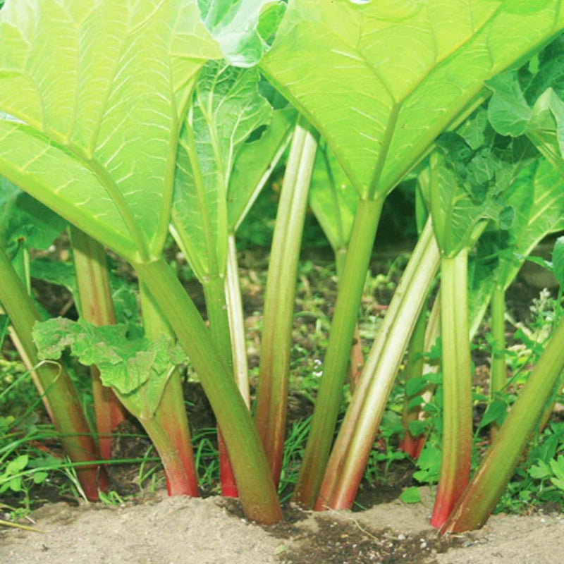 Victoria Rhubarb Seeds 0.5g (Approx. 30 seeds) - Indoor Farmer