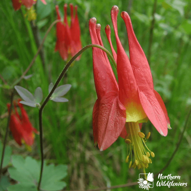 Wild Columbine Seeds Approx. 80 seeds - Indoor Farmer