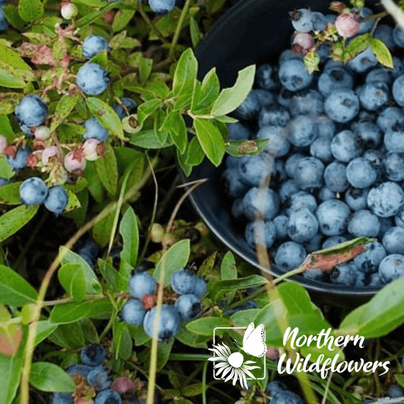 Wild Lowbush Blueberry Seeds Approx. 200 seeds - Indoor Farmer