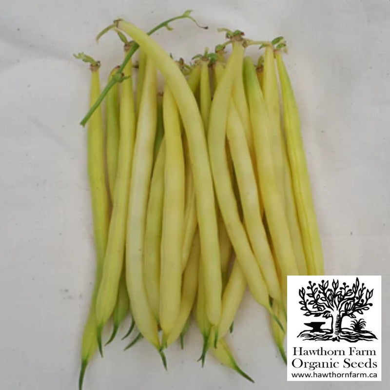 Beans - Gold Rush Yellow Wax Bean Seeds - Indoor Farmer