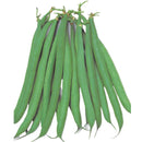 Beans - Masai Bush Bean Seeds 20g (Approx. 120 seeds) - Indoor Farmer