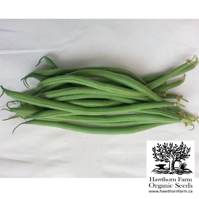 Beans - Maxibel French Filet Seeds - Indoor Farmer
