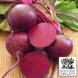 Beets - Detroit Dark Red Seeds 150 Seed Packet - Indoor Farmer