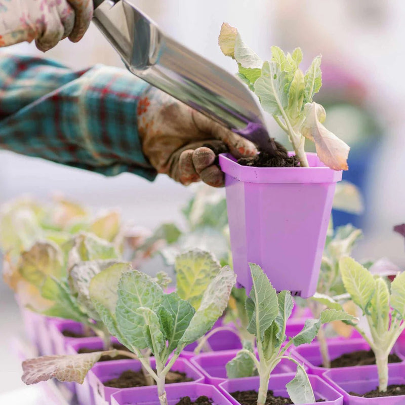 Bootstrap Farmer Heavy Duty Seed Starting Pots 3.3" Purple - Indoor Farmer