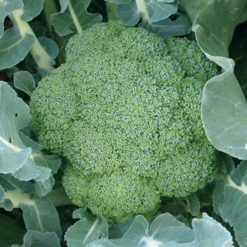 Broccoli - Green Magic Seeds - Indoor Farmer