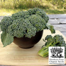 Broccoli - Waltham 29 Seeds 100 Seed Packet - Indoor Farmer