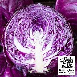 Cabbage - Amarant Seeds 100 Seed Packet - Indoor Farmer