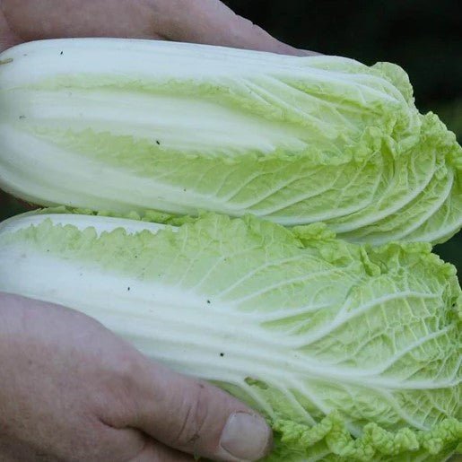 Cabbage - Wa Wa Sai Cabbage Seeds - Indoor Farmer