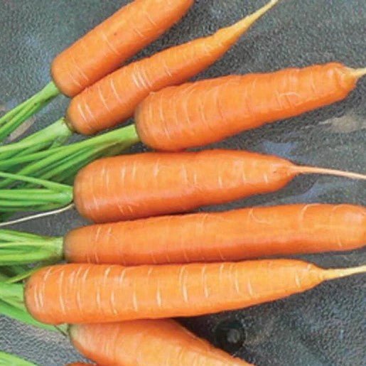 Carrot - Scarlet Nantes Carrot Seeds 0.75g (approx. 780 seeds) - Indoor Farmer