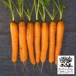 Carrots - Scarlet Nantes Seeds - Indoor Farmer