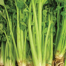 Celery - Tall Utah 52 - 70 Celery Seeds 0.25g (approx. 1081 seeds) - Indoor Farmer