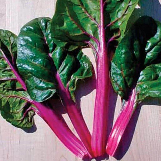 Chard - Magenta Sunset Swiss Chard Seeds 2g (Approx 170 seeds) - Indoor Farmer