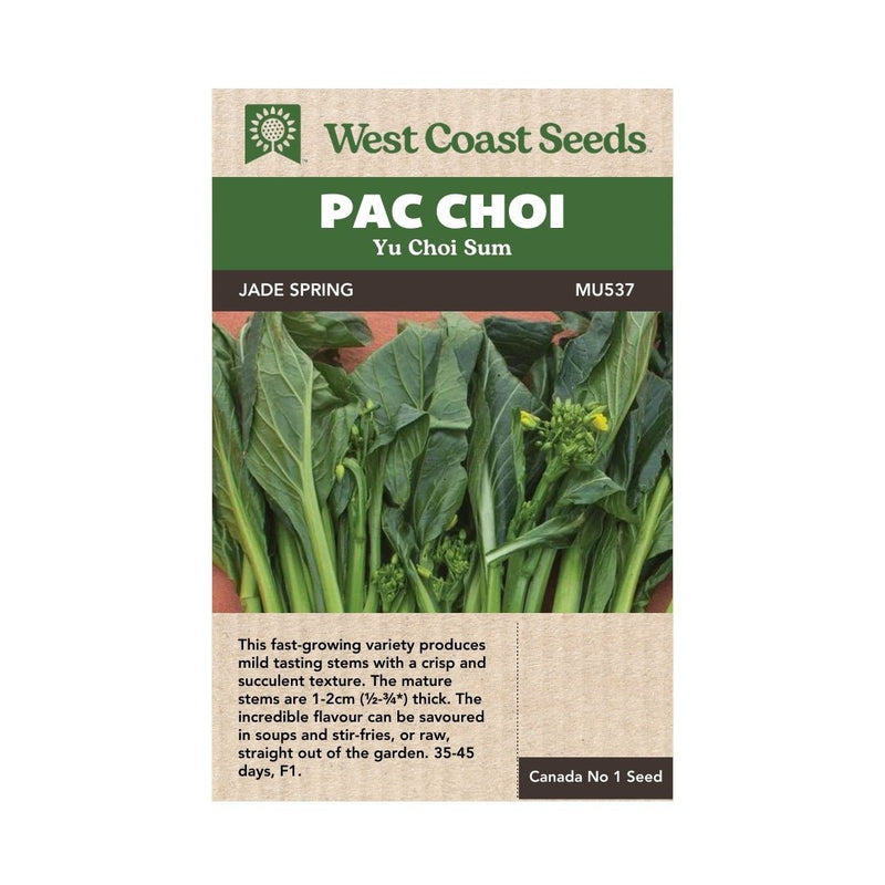 Choi Sum - Jade Spring Choi Sum Seeds - Indoor Farmer