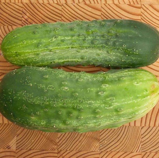 Cucumber - Homemade Pickles Seeds - Indoor Farmer