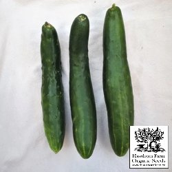 Cucumber - Shintokiwa Seeds - Indoor Farmer