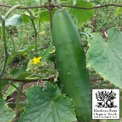 Cucumbers - Marketmore 76 Seeds 100 Seed Packet - Indoor Farmer