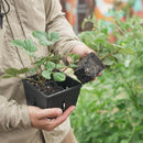 Epic Gardening 4 - Cell Seed Starting Trays 4" Deep - Indoor Farmer