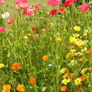 Flowers - Bee Garden Blend Wildflower Seeds 5g (Covers approx. 43 sq ft) - Indoor Farmer