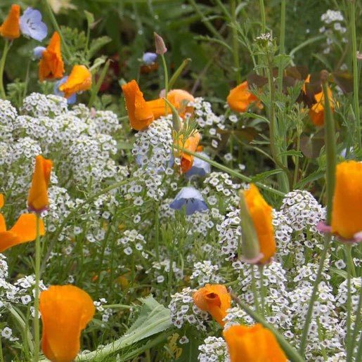 Flowers - Beneficial Insect Blend Wildflower Seeds - Indoor Farmer