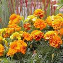 Flowers - Brocade Marigold Seeds 1g (Approx. 440 seeds) - Indoor Farmer