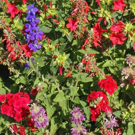 Flowers - Hummingbird Blend Wildflower Seeds 5g (Covers approx. 43 sq ft) - Indoor Farmer