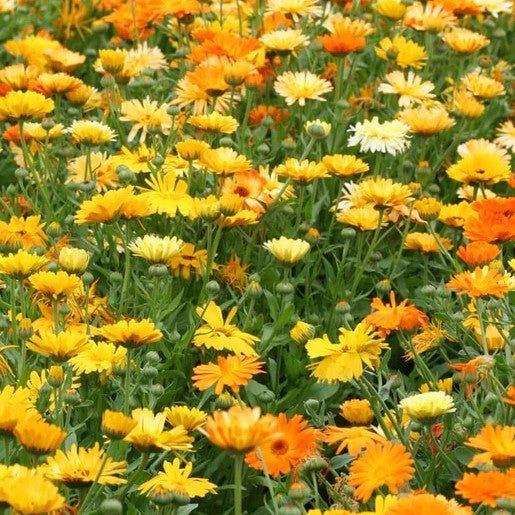Flowers - Pacific Beauty Mix Calendula Seeds - Indoor Farmer