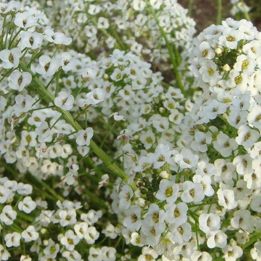 Flowers - Snow Cloth Alyssum Seeds 0.15g (Approx. 405 seeds) - Indoor Farmer