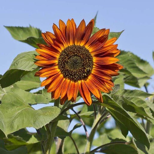 Flowers - Velvet Queen Sunflower Seeds - Indoor Farmer