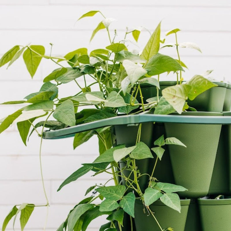 GreenStalk Plant Support - Indoor Farmer