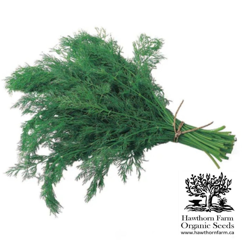 Herbs - Bouquet Dill Seeds - Indoor Farmer