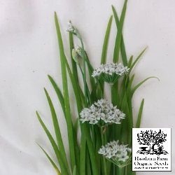 Herbs - Garlic Chives Seeds - Indoor Farmer
