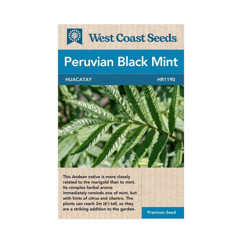 Herbs - Huacatay Peruvian Black Mint Seeds - Indoor Farmer