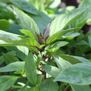 Herbs - Siam Queen Thai Basil Seeds 0.5g (Approx 412 Seeds) - Indoor Farmer