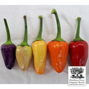 Hot Peppers - Chinese Five Colour Seeds 30 Seed Packet - Indoor Farmer