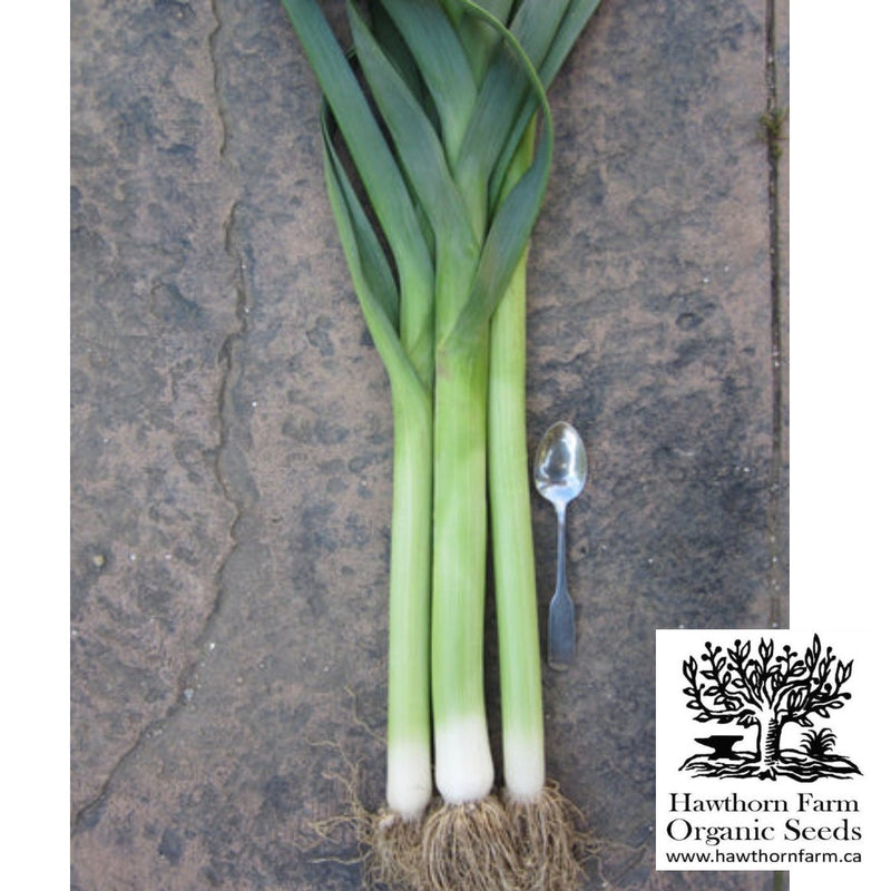 Leek - King Richard Seeds - Indoor Farmer