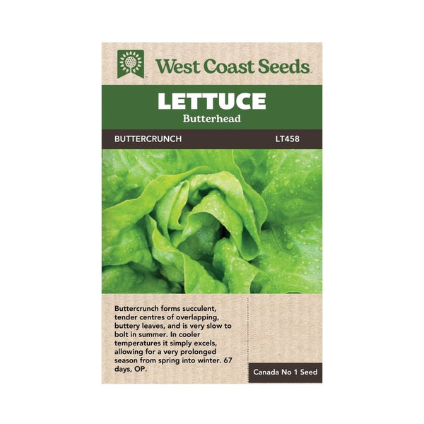 Lettuce - Buttercrunch Lettuce Seeds - Indoor Farmer