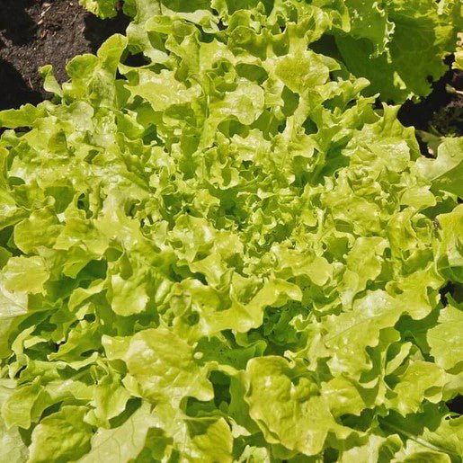 Lettuce - Green Salad Bowl Lettuce Seeds 1g (Approx. 1050 seeds) - Indoor Farmer