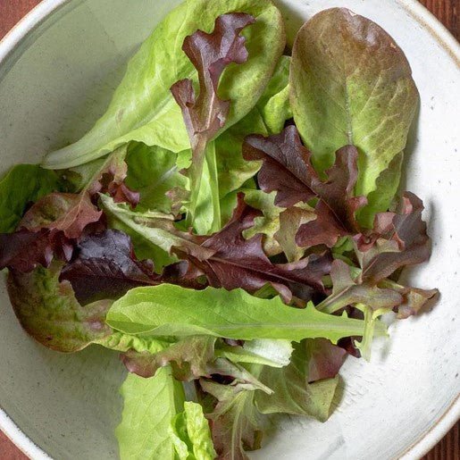 Lettuce - Summer Picnic Mesclun Seeds - Indoor Farmer