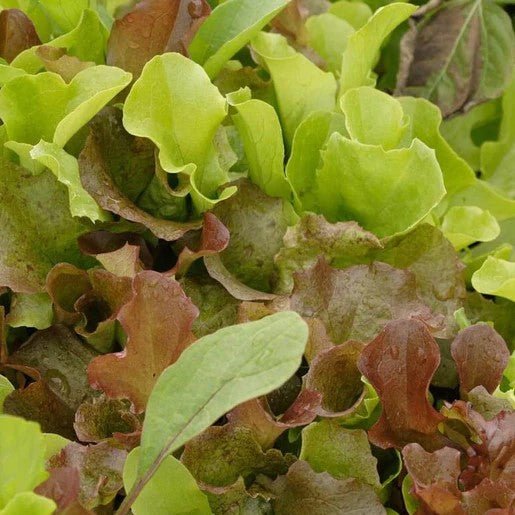Lettuce - Super Gourmet Salad Blend Seeds - Indoor Farmer