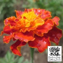 Flowers - French Marigold Seeds 50 Seed Packet - Indoor Farmer