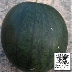 Melons - Sugar Baby Seeds 30 Seed Packet - Indoor Farmer