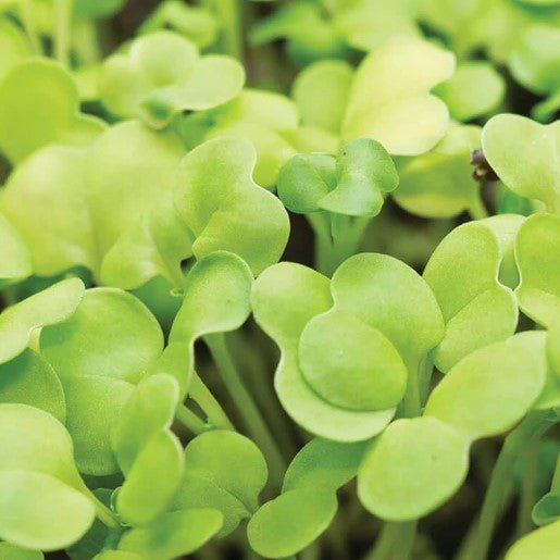 Microgreens - Pac Choi Microgreen Seeds 125g - Indoor Farmer